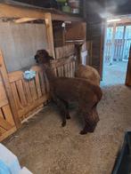 Alpaca op leeftijd, Dieren en Toebehoren, Overige Dieren, Augustus, Vrouwelijk