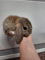 Minilops beschikbaar, Dieren en Toebehoren, Konijnen, Meerdere dieren, Dwerg, Hangoor, 0 tot 2 jaar