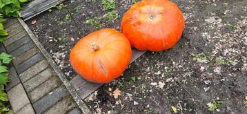 Bio pompoenen  te koop beschikbaar voor biedingen