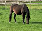 Drachtige haertbreaker merrie, Dieren en Toebehoren, Paarden, Merrie, Springpaard, Gechipt, 11 jaar of ouder