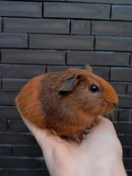 Cavia nestje, Dieren en Toebehoren, Knaagdieren, Cavia, Meerdere dieren, Tam, September