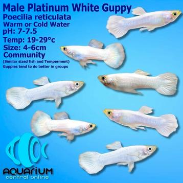 Platinum white Guppy 3man+2vrouw +25jongen
