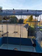 Mooie kanaries (20 €per stuk), Dieren en Toebehoren