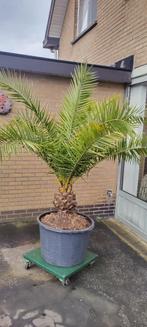 Palm plant, Ophalen