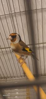 Chardon  parva  algérien.  Pure., Dieren en Toebehoren, Vogels | Overige Vogels