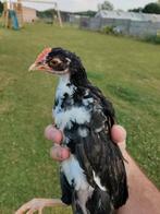 Haantje, Dieren en Toebehoren