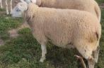 Mouton à vendre, Dieren en Toebehoren, Schapen, Geiten en Varkens, Schaap, Mannelijk, 0 tot 2 jaar