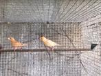 Koppel Pheo Mexicaanse roodmussen, Geringd, Tropenvogel