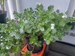 avec très belles fleurs blanches - grande taille, Huis en Inrichting, Kamerplanten, Ophalen of Verzenden
