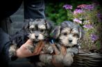 Morkie pups, Dieren en Toebehoren, Honden | Jack Russells en Terriërs, Yorkshire Terriër, België, CDV (hondenziekte), 8 tot 15 weken