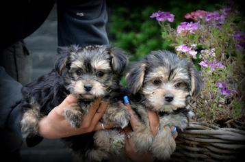 Morkie pups beschikbaar voor biedingen