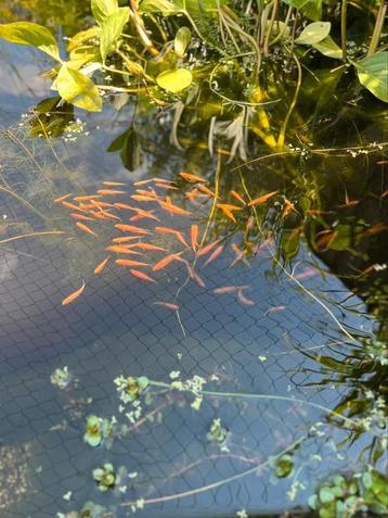 Gold Elrits - pêchez pour un étang ou un étang de baignade