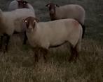 Ardense Voskop ooien, Vrouwelijk, Schaap, 0 tot 2 jaar
