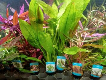 Zondag  planten duur ? Niet bij Hobbyaquarium uitzoeken beschikbaar voor biedingen