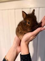 Super leuke konijntjes, Dieren en Toebehoren, Knaagdieren, November