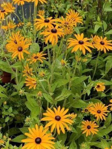 Rudbeckia , deze kunnen goed tegen volle zon, LAATSTE  disponible aux enchères