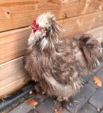 USA choco mottled zijdehoen, Dieren en Toebehoren, Pluimvee, Mannelijk, Kip