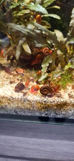 Gratis posthoornslakken, Dieren en Toebehoren, Slak of Weekdier, Zoetwatervis