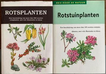 Rotsplanten/Rotstuinplanten beschikbaar voor biedingen