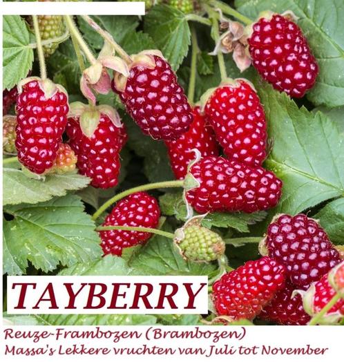Reuze-Frambozen, vruchten van Juli tot November (Tayberry), Tuin en Terras, Planten | Tuinplanten, Vaste plant, Fruitplanten, Volle zon