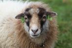 WANTED - Oussant mouton - vache -, Animaux & Accessoires, Moutons, Chèvres & Cochons, Mouton