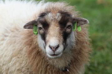 WANTED - Oussant mouton - vache -, Mouton