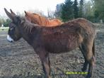 opleren van ezelsmerrie, Nieuw, Overige typen, Pony