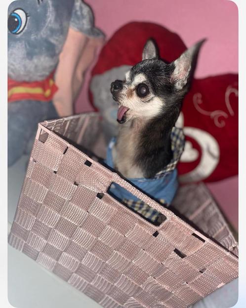 Je garde vos petits chiens en famille pendant vos vacances, Dieren en Toebehoren, Honden-accessoires, Ophalen