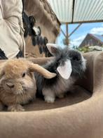 wit grijs hangoor voedster, Dieren en Toebehoren, Konijnen, Hangoor