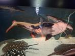Grote meerval. Roodstaart, Dieren en Toebehoren, Vissen | Aquariumvissen, Vis, Zoetwatervis