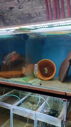 aquarium de 1 mètre  sur 50 sur 50, Enlèvement
