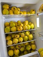 Kweepeer cognassier fruit, Ophalen of Verzenden