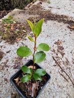 Camellia sasanqua. Bonsai., Ophalen