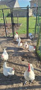 Poule de bresse toom, Dieren en Toebehoren, Pluimvee