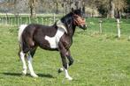 Pony/klein paard, Dieren en Toebehoren, Ruin, 0 tot 2 jaar, Ontwormd, Onbeleerd