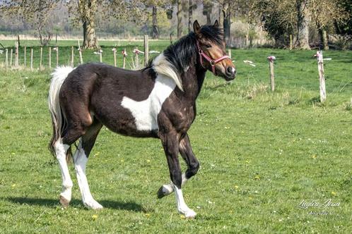 Pony/klein paard, Dieren en Toebehoren, Pony's, Ruin, Onbeleerd, Recreatiepony, 0 tot 2 jaar, Ontwormd, Ingeënt