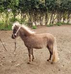 1,5 jr Silverbay Minipaardje hengstje 68cm 75% Amerikaans, Dieren en Toebehoren, Pony's, Hengst, Gechipt, 0 tot 2 jaar