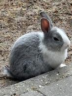 Dwergkonijntjes, Dieren en Toebehoren, Meerdere dieren, Dwerg, 0 tot 2 jaar
