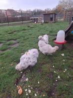 Drie zijdehoen hennetjes 6 maand, Dieren en Toebehoren, Vrouwelijk, Kip