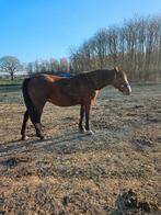 Dravers merrie, Animaux & Accessoires, Chevaux, Jument, Ne s'applique pas, 165 à 170 cm, Vermifugé