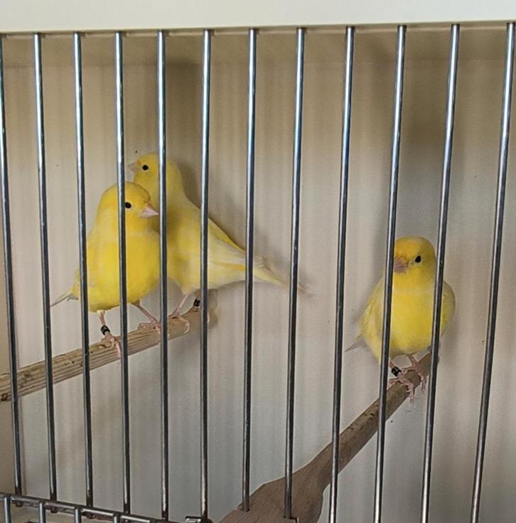 Gele kanaries – jongen 2025, Dieren en Toebehoren, Vogels | Kanaries