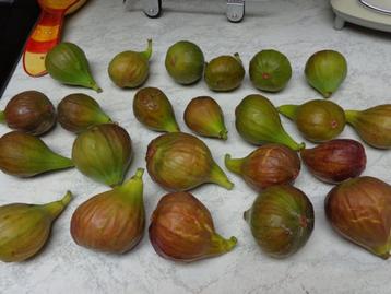 figues fraîches du jardin : 70 cents / 100 gr. beschikbaar voor biedingen