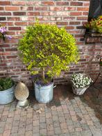 Boompjes in pot, Tuin en Terras, Ophalen, In pot