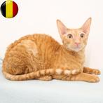 Cornish Rex -  kittens te koop, Dieren en Toebehoren, Katten en Kittens | Raskatten | Korthaar, Meerdere dieren, Gechipt, 0 tot 2 jaar