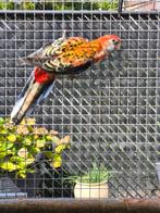 Bleekkop rosella man gevraagd, Dieren en Toebehoren