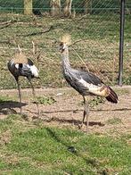 Jufferkraanvogel (hen) + kroonkraanvogel 2024, Dieren en Toebehoren, Pluimvee, Overige soorten