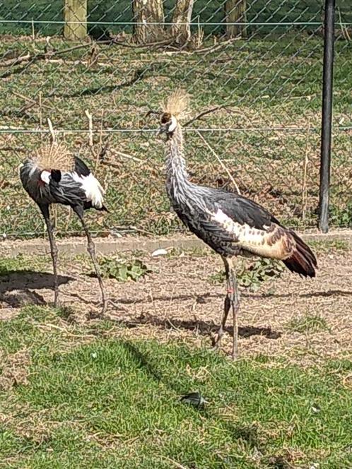 Jufferkraanvogel (hen) + kroonkraanvogel 2024, Dieren en Toebehoren, Pluimvee, Overige soorten