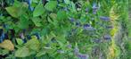 Dropplant, Tuin en Terras, Ophalen, Zomer, Vaste plant, Overige soorten