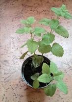 Citronnelle, Enlèvement