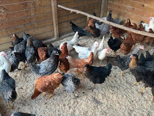 Legkippen verschillende kleuren, Dieren en Toebehoren, Pluimvee